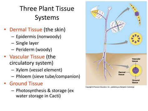 Ppt Plant Structure And Function Ch 29 Powerpoint