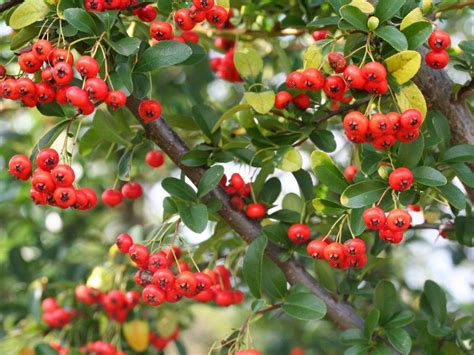 Tree With Red Berries And Thorns Achieve A Good Memoir Diaporama