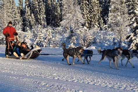 Rods Alaskan Guide Service Winter Dog Sledding Alaskaorg