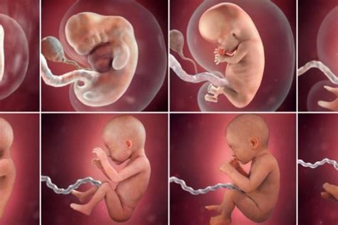 Selain itu, embrio juga akan mengembangkan semua perlindungan yang diperlukan di dalam kandungan sampai nanti bayi tersebut lahir seperti contohnya adalah berkembangnya plasenta. Perkembangan Janin Kandungan: Ini 9 Tahap yang Perlu Kamu Tahu