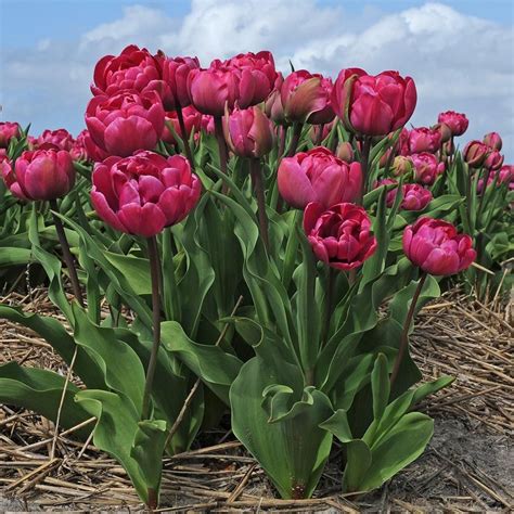 Tulip Rosy Diamond Pipi White Flower Farm