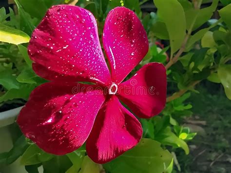 Macro Shot Of Water Droplets On Bright Red Flower Petals Stock Photo