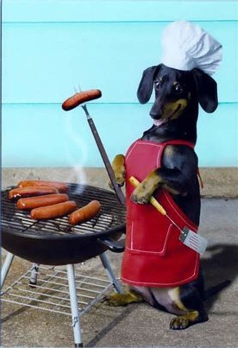 Funny Hot Dog Of The Day Weenie Dogs Wiener Dog