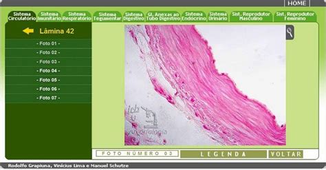 N Otemmaisfim Atlas Histol Gico Online