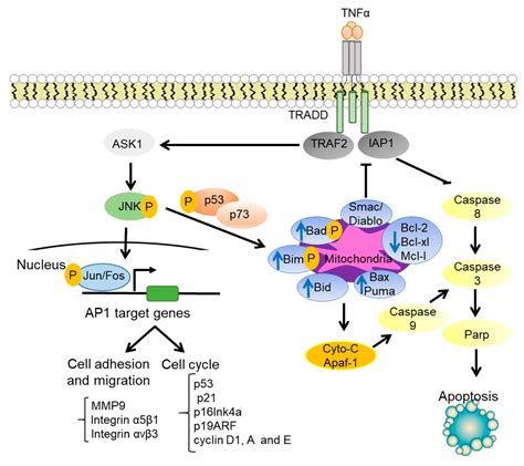 Cells Free Full Text The Jnk Signaling Pathway In Inflammatory Skin