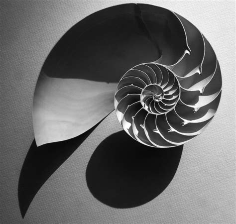 Black And White Spiral By Lazy Photon On Deviantart Light And Shadow
