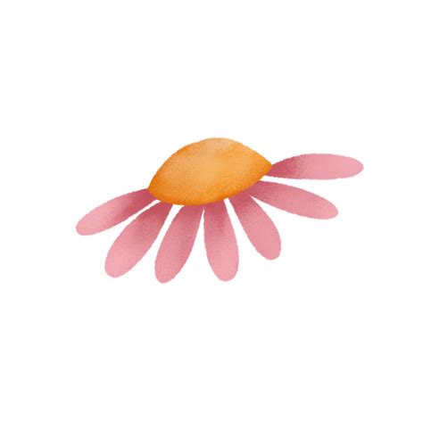 Pink Daisy Flower 24805990 Png