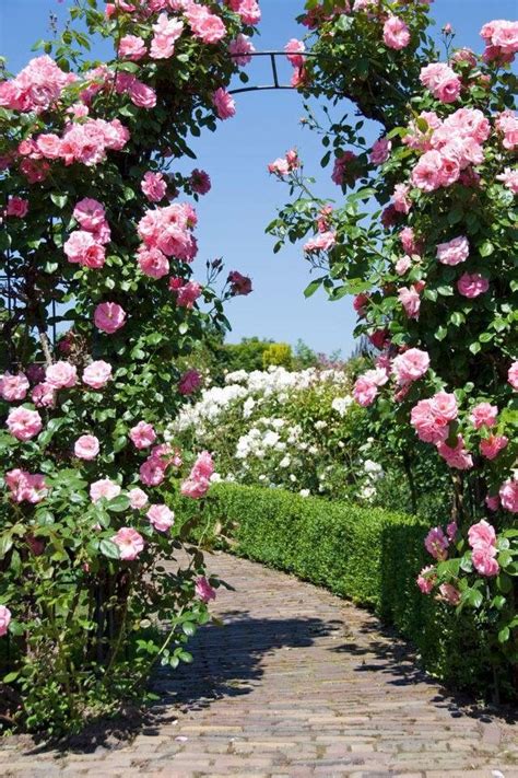 Pale Pink Rose Arbor With Climbing Blooms Filling The Arch In Front Of