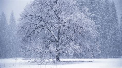 49 Snow Falling Wallpaper Or Screensavers On Wallpapersafari