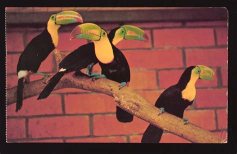 Keel Billed Toucans Circa 1970s National Archives Of Singapore