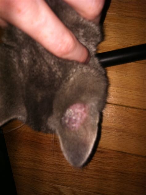 My Cats Ear Is Scabby And Shes Lost Some Hair She Doesnt