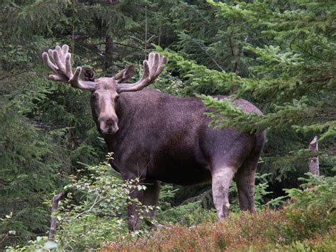 Wildlife And Animals In Norway Norway Travel Guide
