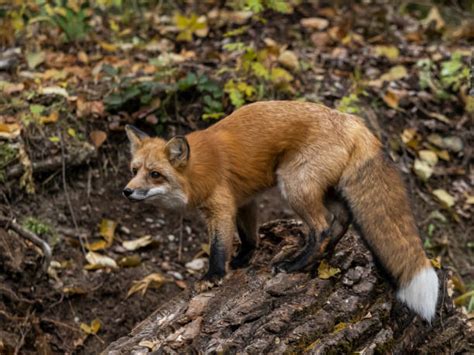 Red Fox Aggression Stock Photos Pictures And Royalty Free Images Istock