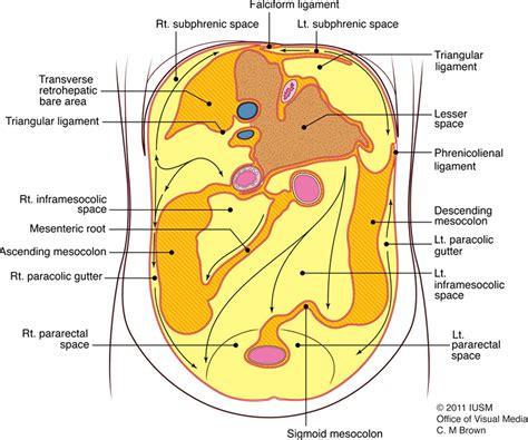 Peritoneal And Retroperitoneal Anatomy And Its Relevance For Cross Sectional Imaging RadioGraphics