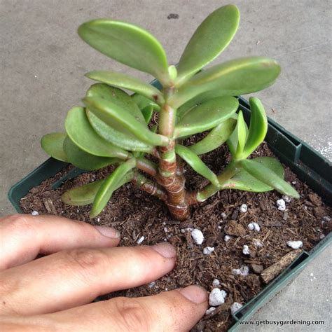 Propagating Jade Plants