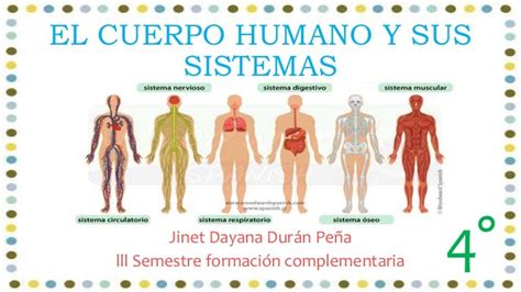 El Cuerpo Humano Y Sus Sistemas