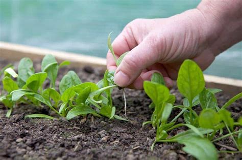 How To Plant Spinach Seedlings Grow Lights For Plants Spinach Seeds