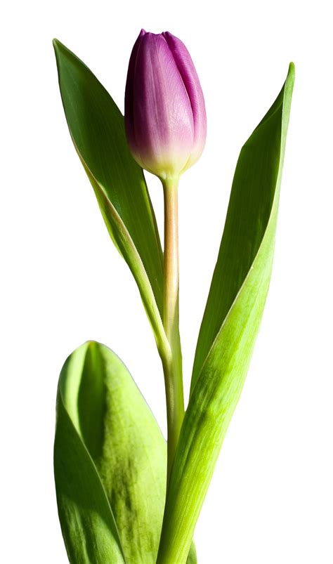 Tulip Flower Png Image Purepng Free Transparent Cc0