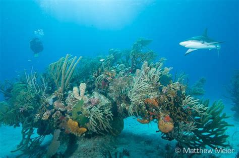Diving The Grand Bahamas Underwater Photography Guide