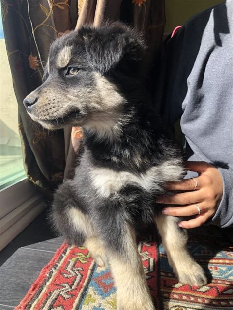 Check spelling or type a new query. Goberian Puppies (Husky & Golden Retriever Mix) for Sale in Mission Viejo, California