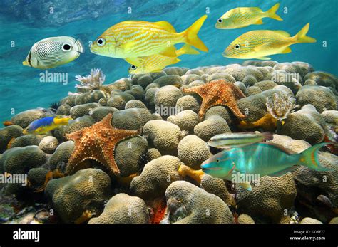 Starfish And Colorful Tropical Fish In A Coral Reef Caribbean Sea