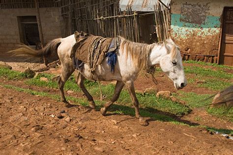 Ethiopian Horses Stock Photos Pictures And Royalty Free Images Istock