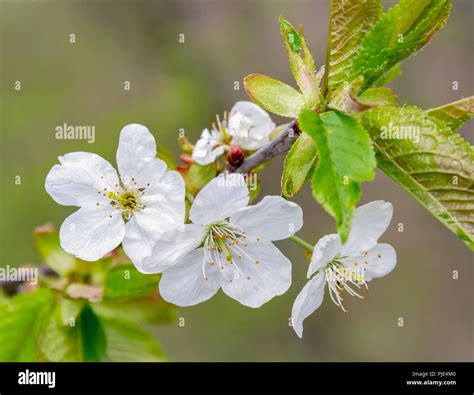 Detail Shot Of Some White Fruit Tree Blossoms Stock Photo Alamy