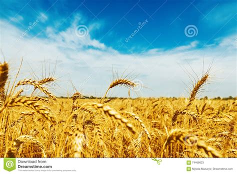 Wheat Field Under Blue Sky With Clouds Golden Harvest Stock Image
