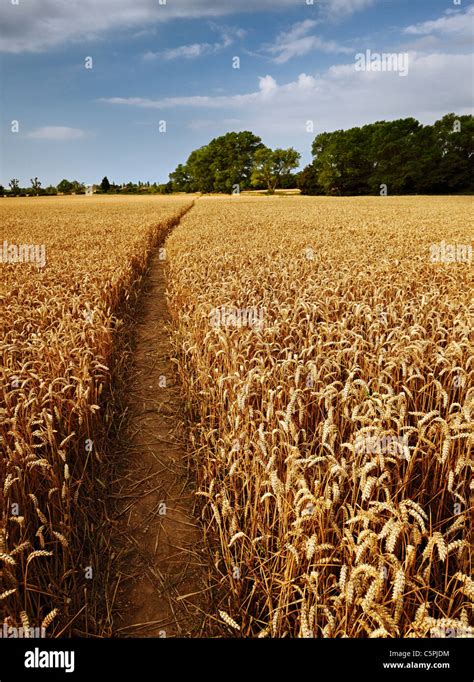 Path Through Wheat Field Hi Res Stock Photography And Images Alamy