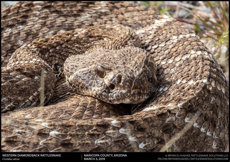 Western Diamondback Rattlesnake Rattlesnake Solutions