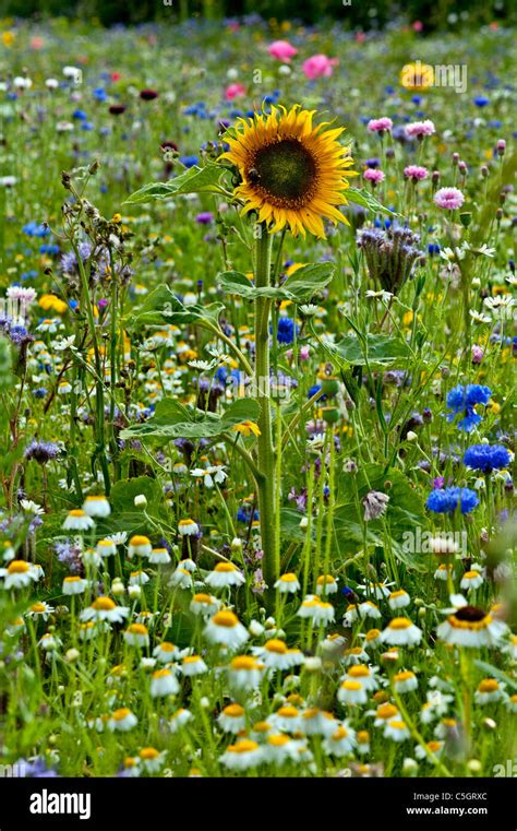 Wildflower Meadow Cornflowers And Sunflower In A Field Full Of Stock