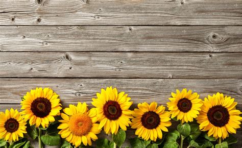 Grow Sunflowers Sunflowers Background Sunflower Pictures Background