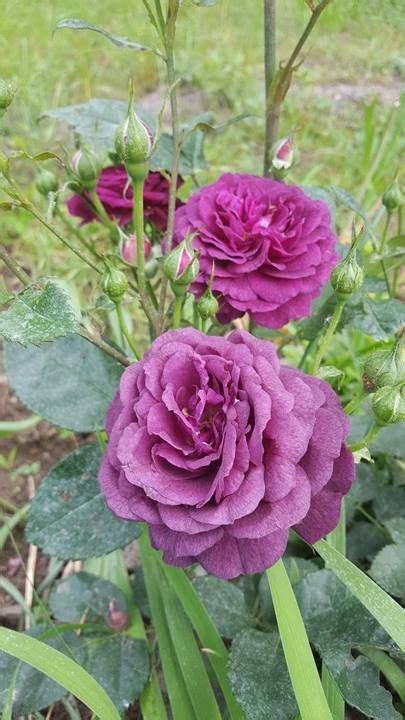 Ebb Tide Beautiful Flowers Beautiful Roses Purple Roses