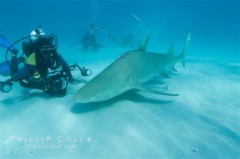 Lemon Shark And Photographer Jim Abernethy Negaprion Brevirostris Bahamas