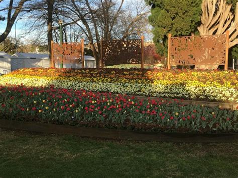 Tulip Time Festival Nsw Holidays And Accommodation Things To Do