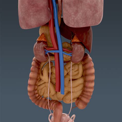 The epididymis is a long, coiled tube that rests on the backside of each testicle. human internal organs 3d model