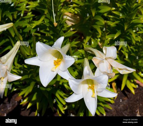 Glorious Lilium Candidum Or Madonna Lily A Plant In The Genus Lilium