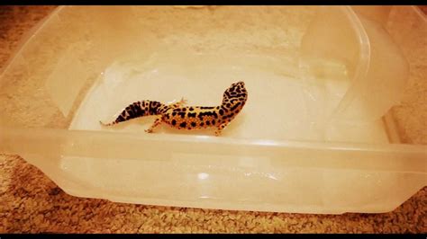 bathe  leopard gecko mypetcarejoy