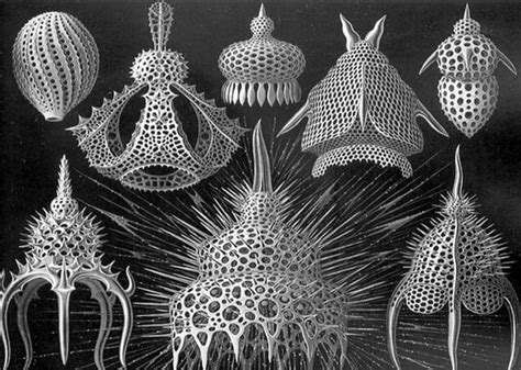 10 Incredibly Intricate Microscopic Organisms That Will Blow Your Mind