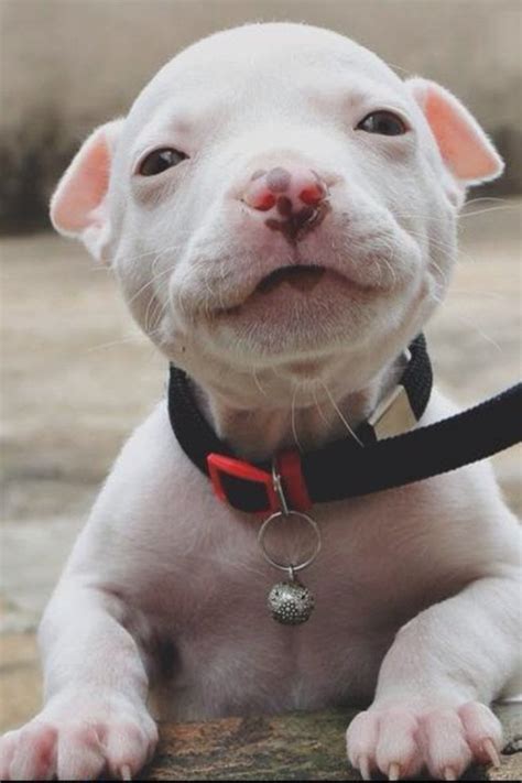 Cute Baby Pitbull Aww
