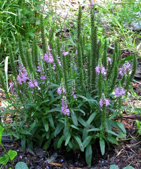 Description in the mint family, the obedient plant gets its name from the ability of the flowers on the stalk to be twisted into any position, where they will remain. OBEDIENT PLANT..... | Physostegia virginiana - The light ...