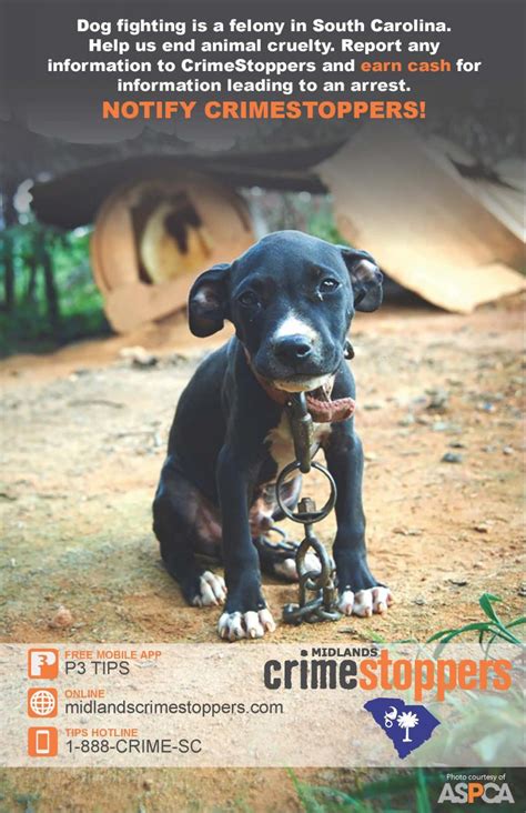 How Can We Stop Dog Fighting