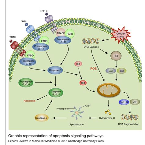 graphic representation of apoptosis signalling pathways apoptosis is download scientific