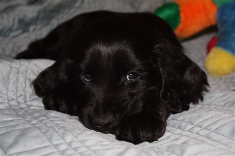 Like all puppies, field spaniel puppies are incredibly cute and it is all too easy to spoil them when they first arrive in their new homes. 57 best images about Field Spaniels on Pinterest | Spaniel ...