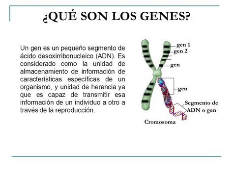 Resultado De Imagen Para Que Son Los Genes Que Son Los Genes Notas De Biolog A Anatomia