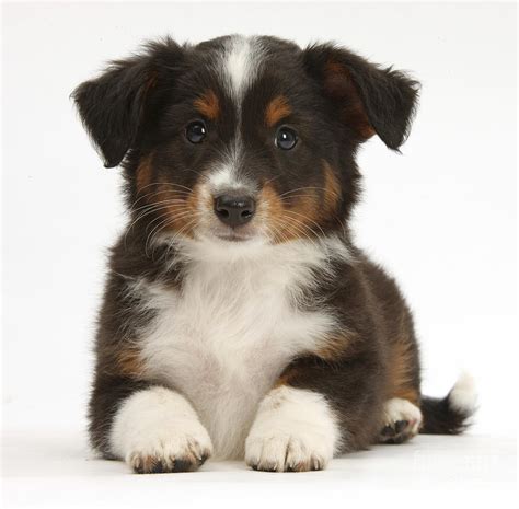 Feel free to share, but remember to give us credit for it by providing a link to our website. Miniature American Shepherd Puppy Photograph by Mark Taylor