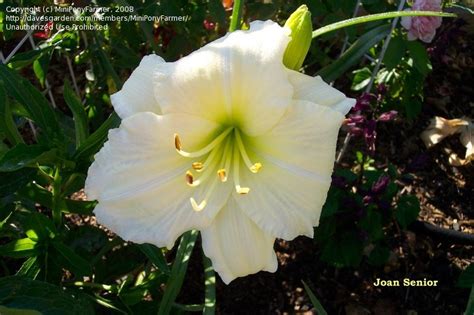 Plantfiles Pictures Daylily Joan Senior Hemerocallis By Yogaman