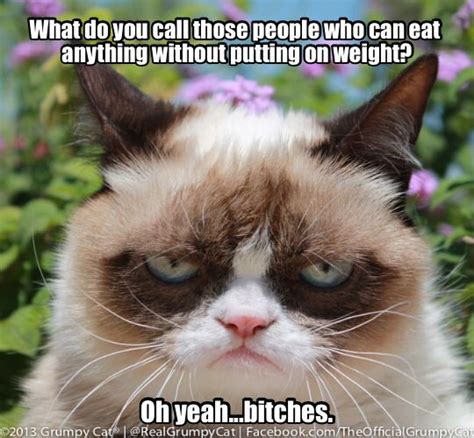 Stay Hungry My Friends Grumpy Cat Grumpy Cat Humor Grumpy Cat Meme