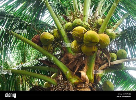 Coconut Farm Thailand High Resolution Stock Photography And Images Alamy