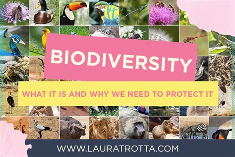 Biodiversity What It Is And Why It S So Important Laura Trotta